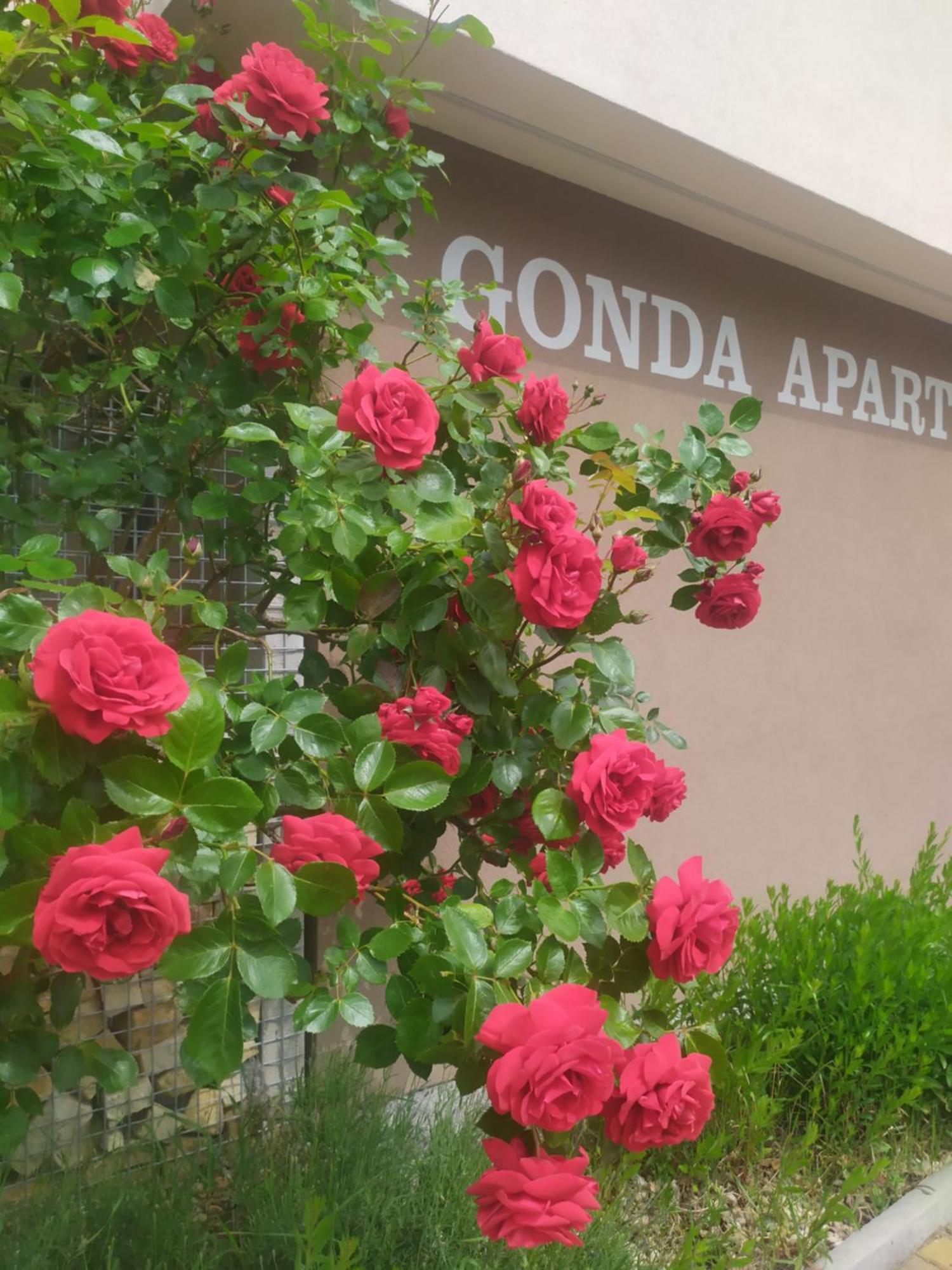 Gonda *
